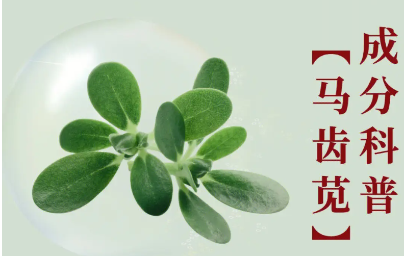 馬齒莧圖片功效與作用