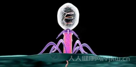 噬菌體只能進入細菌還是真菌嗎