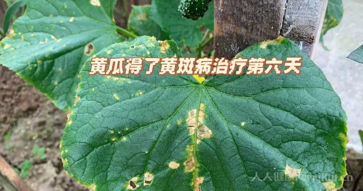 黃瓜黃斑病用什么方法治最有效?