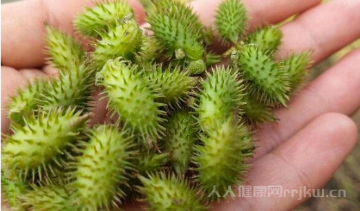 蒼耳子治療類風濕的方法