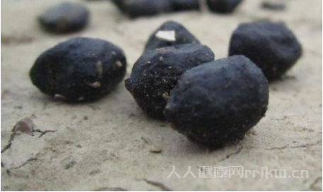 羊糞的作用與功效