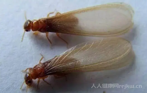 家里出現(xiàn)飛蟻怎么消滅