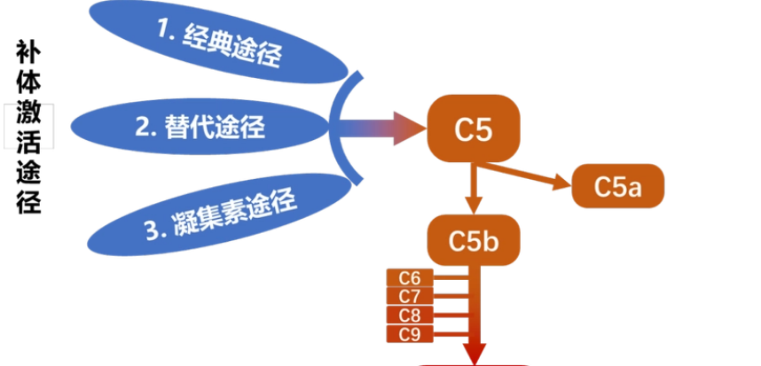 補體激活的三條途徑