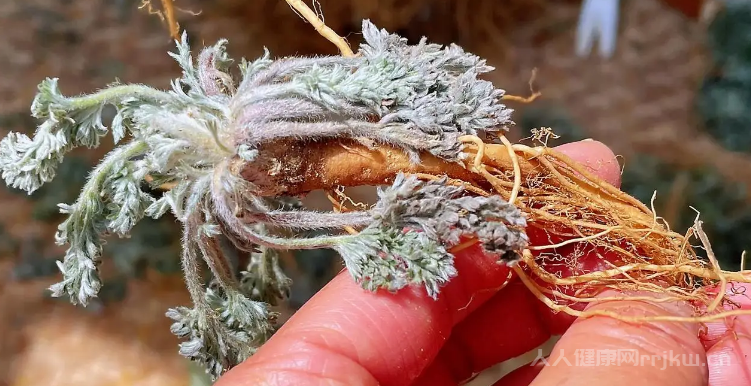 茵陳根好還是葉子好
