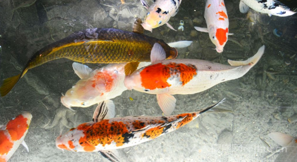 亞甲基藍治療魚什么病