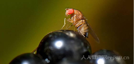 黑腹果蠅對人類有什么危害