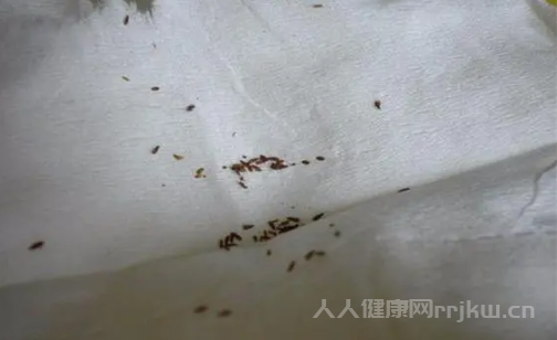 家中床上有跳蚤怎么辦