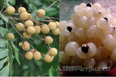 桂圓與龍眼有區(qū)別