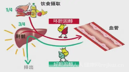 甘油三酯偏高的原因及治療方法