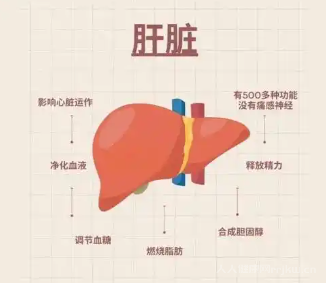 藥物代謝的主要器官是哪個