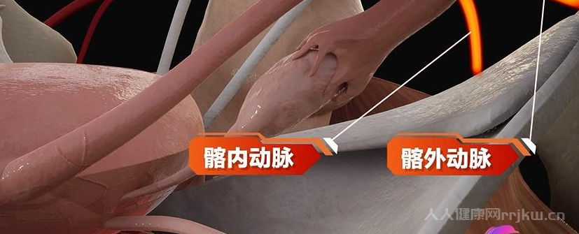 卵巢動脈來源于哪個動脈