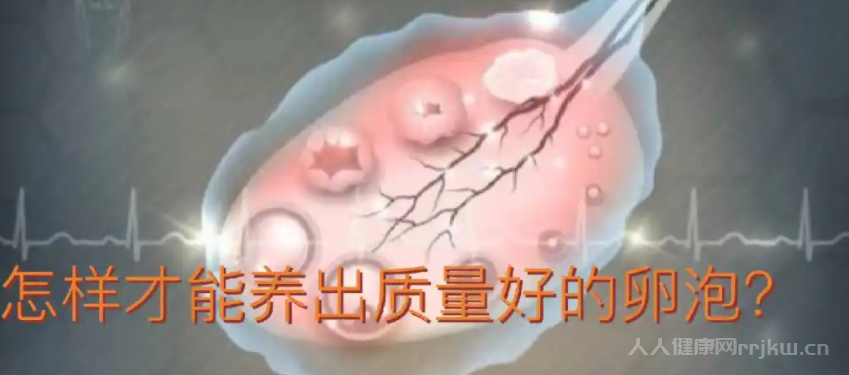 卵泡大說明質量好嗎