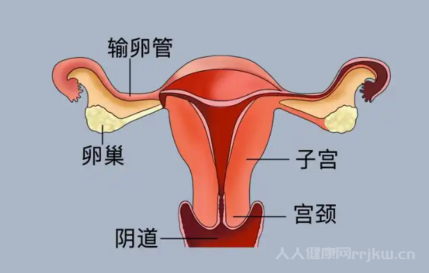 幼稚子宮吃什么可以促進子宮發育