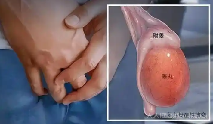 男生一個睪丸價值多少錢