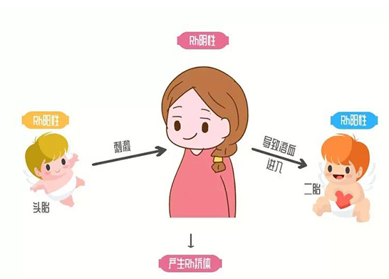 熊貓血是遺傳父母的血型嗎 父母是熊貓血孩子就一定是熊貓血嗎圖2